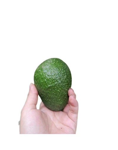 Aguacate hass
