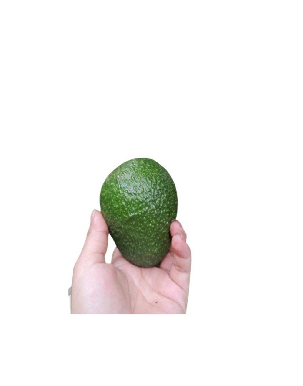 Aguacate hass