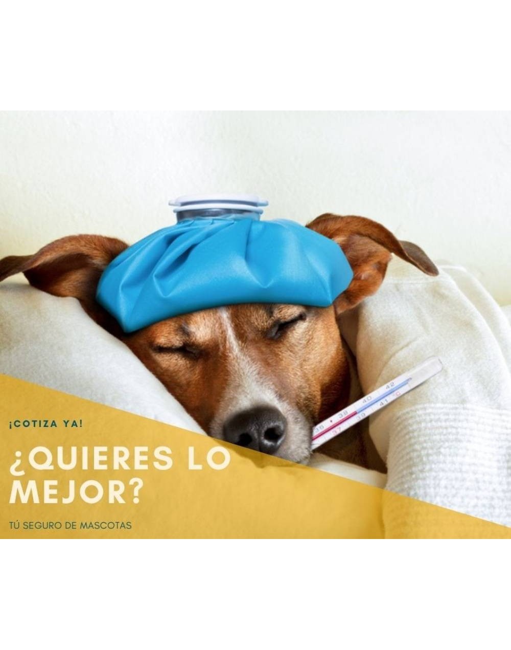 Seguro de Mascotas