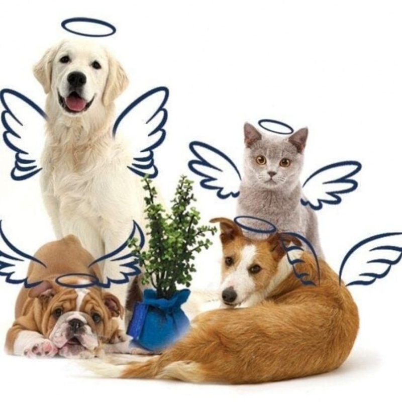 Plan cementerio mascotas