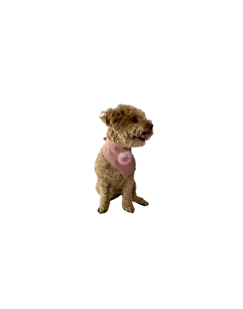 PRENDAS PARA MASCOTAS PAÑOLETA