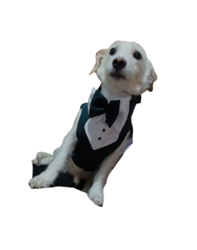 PRENDAS PARA MASCOTAS smoking