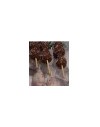ANYELUZ\'S CREPES